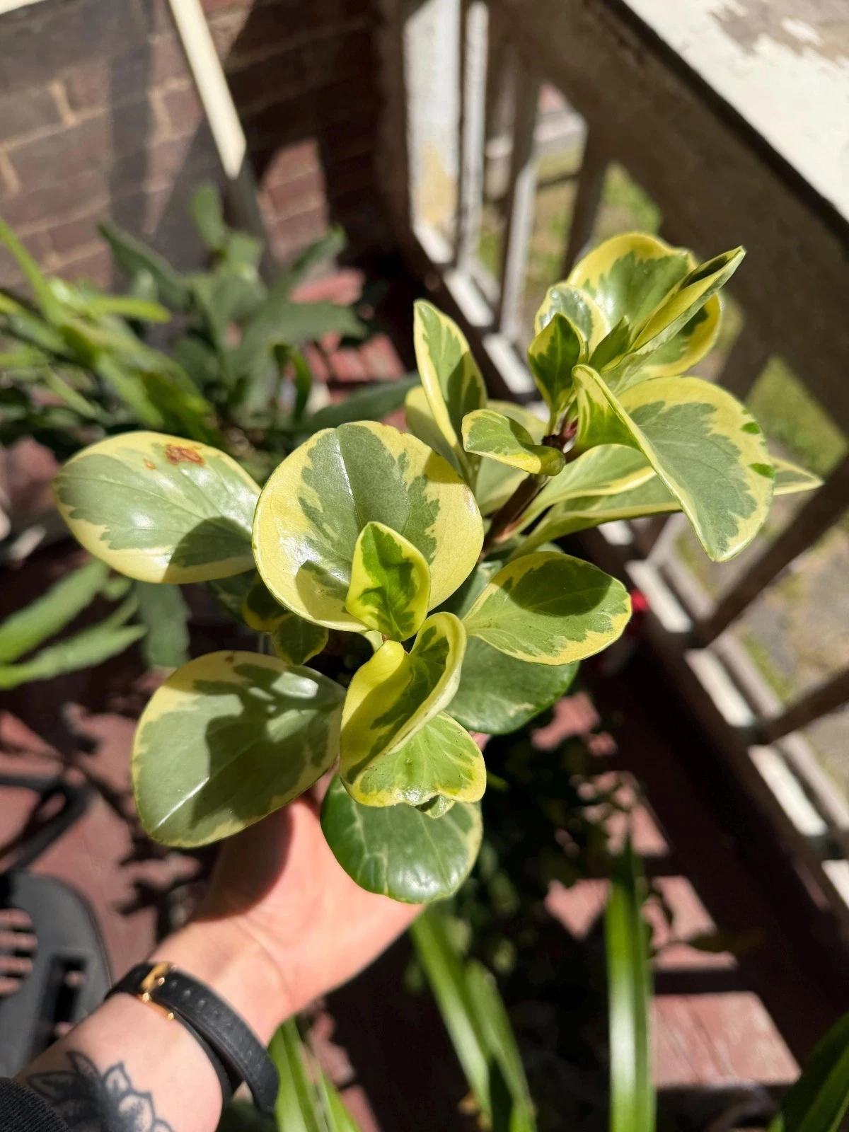Variegated Peperomia Obtusifolia - Baby Rubber Plant - 3.5” Pot
Opens in a new window or tab