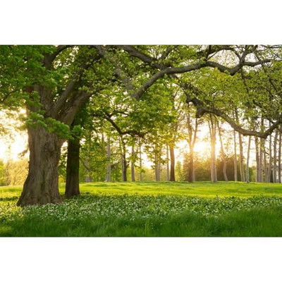  5x3ft Spring Backdrop Rural Forest Trees Backdrops for Photography Blooming 