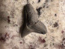 Bull Shark Tooth Massive Authentic Real No Repairs Fossil 
