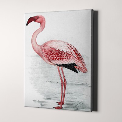 flamingo vintage illustration