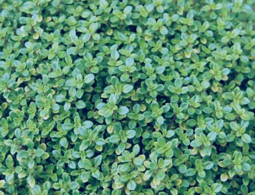 500 Samen Thymian Römischer Quendel Kuttelkraut Gartenthymian Thymus vulgaris - Bild 1 von 3