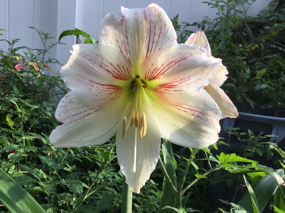 AMARYLLIS —- Mixed Colors --- 75 Fresh Seeds --- Free shipping in USA - Image 3 of 4