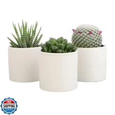 Plants for Pets Live Low Light House Plants in Ceramic Succulent 