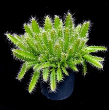 Hylocereus Undatus 'Dragon fruit' established plant in 10 cm pot