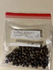 Sabal Uresana Green Form Anniston, AL Super Hardy! 50 Seeds