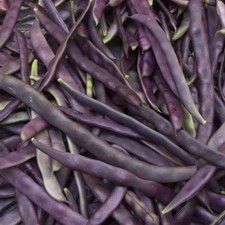 Semillas de frijol arbusto verde borgoña real de 1/4 lb - Paquete de semillas de Mylar Everwilde Farms