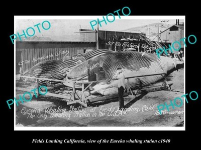Fields Landing California The Whaling Station c1940 Large Historic Old Photo