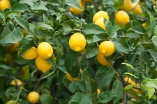 Dwarf Lemon Bonsai Tree Seeds for Planting - 30+ Seeds - Ships from Iowa, USA