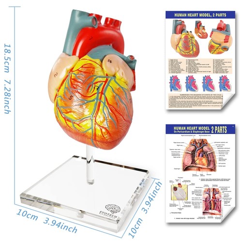 Corpo Umano, Scheletro, Cuore, Teschio Mezza Taglia con Cervello Modelli-Migliore Anatomia M... - Foto 7 di 8