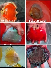 Pack of 6 Discus Fish 3.75 To 4" - Live Fish Aquarium Overnight Shipping