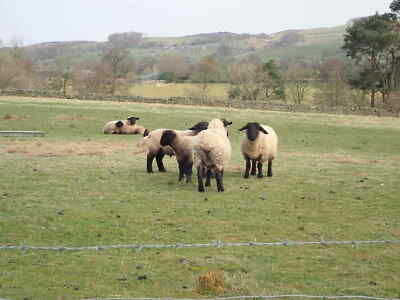 Photo 6x4 Suffolk Sheep in Staffordshire In a field north of Meerbrook c2021