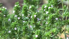 Common Thyme Seeds, Thymus vulgaris, NON-GMO, Variety Sizes, FREE SHIPPING