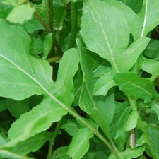 HERB  - ROCKET SALAD CULTIVATED  - 6,000 SEEDS