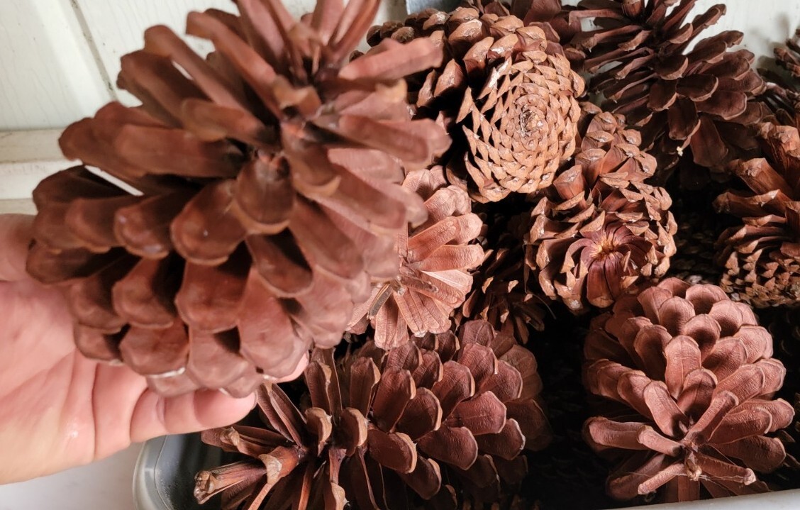 (5) Large Florida Longleaf Pine Cone Cones For Art Crafts School Home