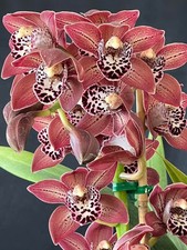 Cymbidium Nancy Miyamoto  1 Gallon