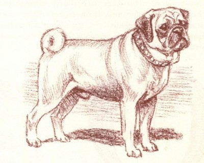 Pug - CUSTOM MATTED - 1954 Vintage Dog Art Print - Megargee