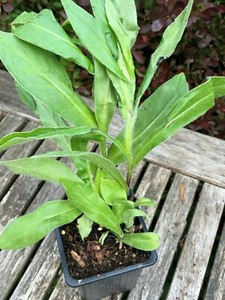 established 9cm garden ready hardy perennial plants Centaurea Montana