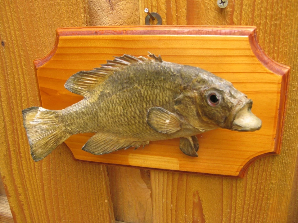 Vintage Real Skin Rock Bass Mount 8" Long on Wooden Plaque - Image 4 of 4