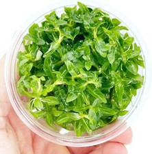 Staurogyne Repens Live Aquarium Plants Freshwater Tissue Culture Plants