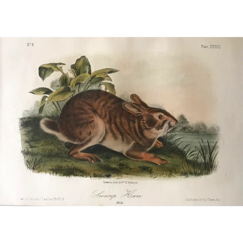 Original Antique Audubon Lithograph Print Titled Swamp Hare Circa 1851 Rabbit - Picture 3 of 5