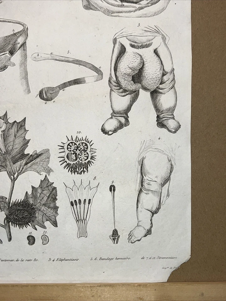 Antiquarische Radierung 1834 Anatomie Medizine Chirurgie Arzt Doktor Botanik - Bild 4 von 4
