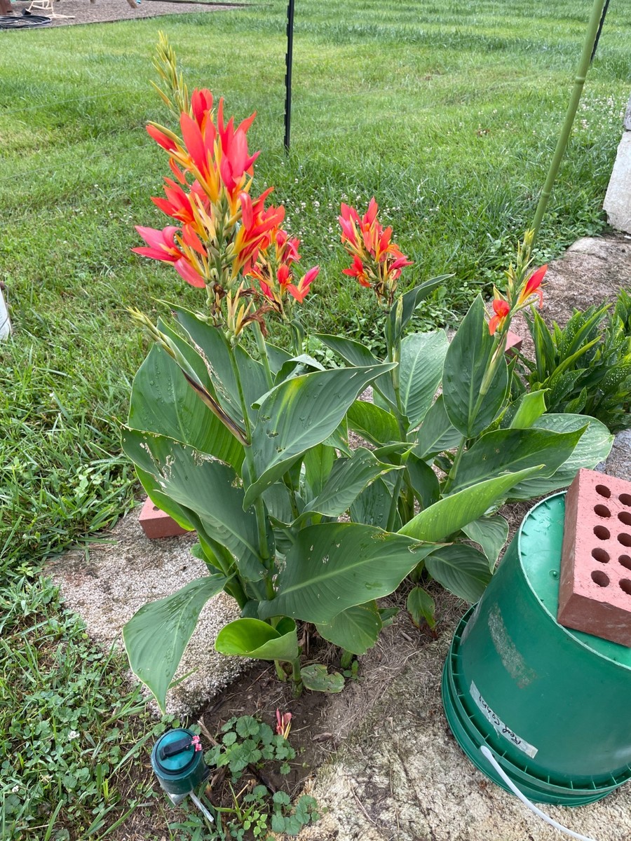 Orange Canna Lilies seeds, Free shipping | eBay