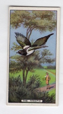  Popular Superstitions card 1930 #22 The Magpie bird mixed reputation