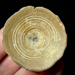 Otodus angustidens Shark Vertebra Fossil 1.56" Ancestral Megalodon Shark Fossil
