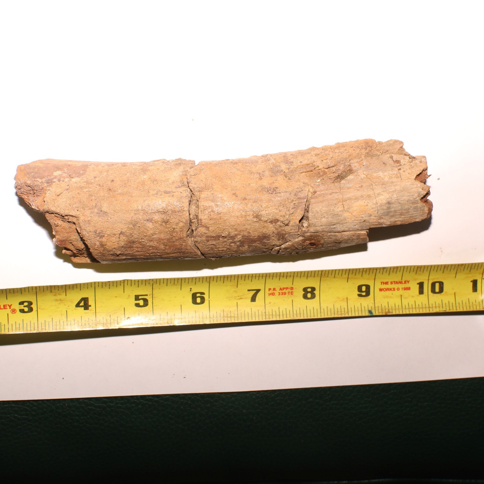 GORGEOUS Triceratops Rib PIece Dinosaur Fossil - Hell Creek Formation Cretaceous