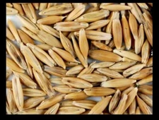 Whole Grain Oats 3 lbs Backyard Chickens Cat Dog Grass Seed Feed Greens Ducks