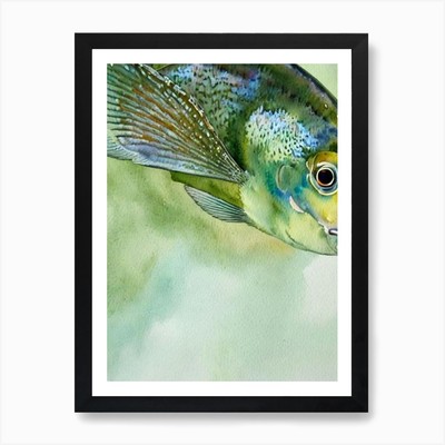 John Dory Storybook Aquarell Kunst Gerahmtes Wandbild Poster Leinwanddruck Bild