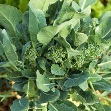 Broccoli Rabe (Rapini) Seeds - For 2025 Planting Spring Rapini Broccolini