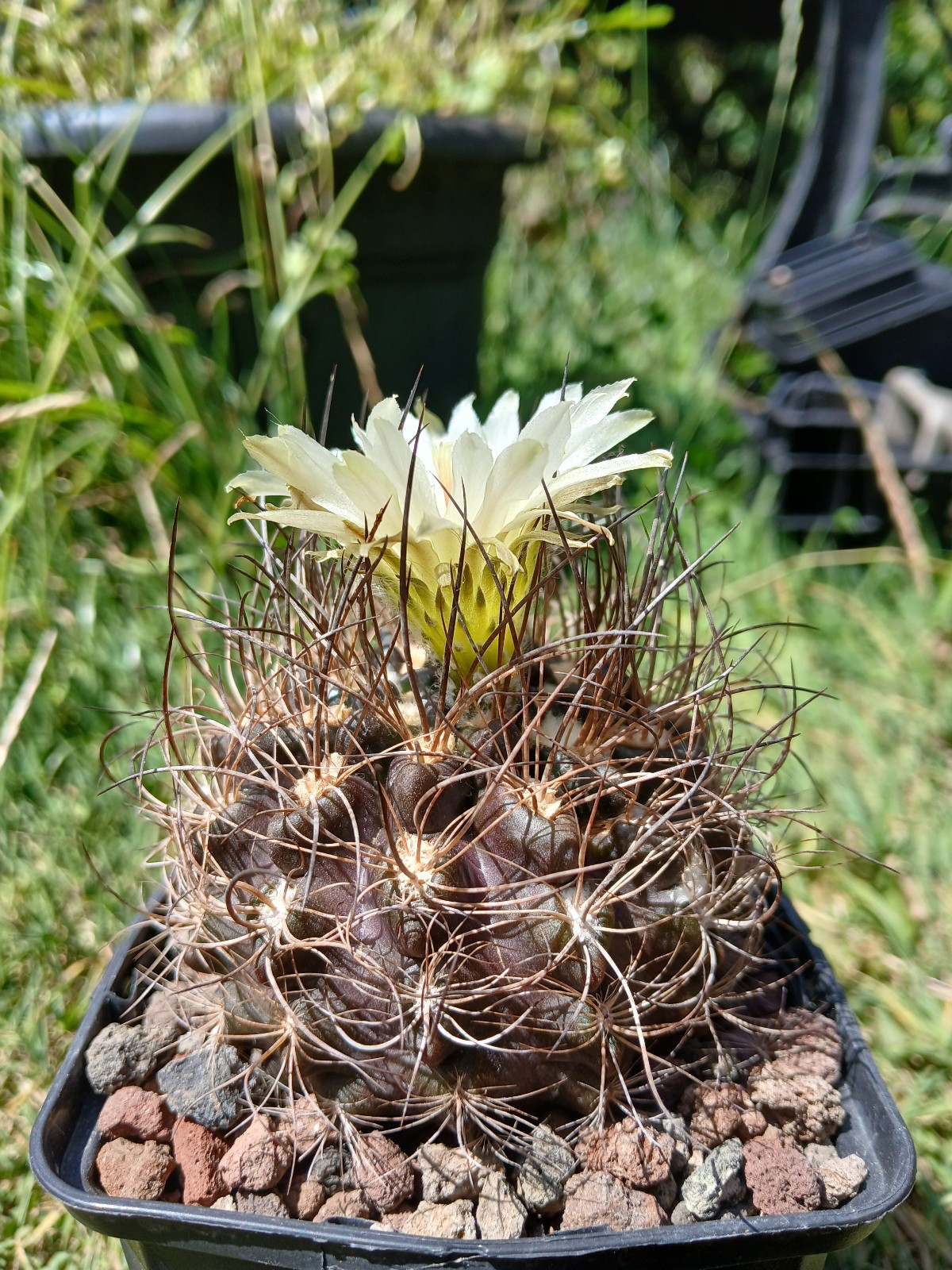 Picture 6 of 6