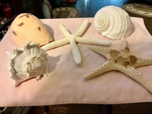 lot of seashells from phillipines larger sized pieces