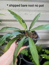 MATURE BARE plant : Air plant ANTHURIUM climber Tropical Rainforest