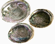 3 Iridescent Abalone Shell  Beach House Nautical Décor Smudge Pot  8" & 6" RARE