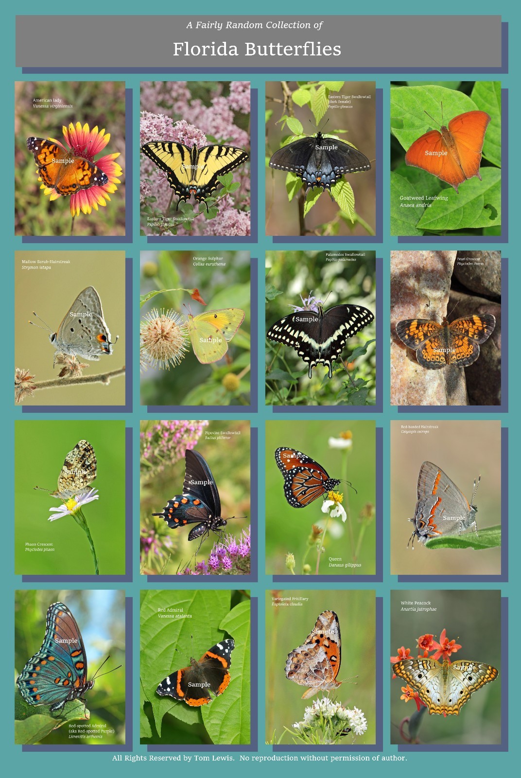 Butterflies of Florida Poster Hi-Res 13X19 A3+ Butterfly Insects ...