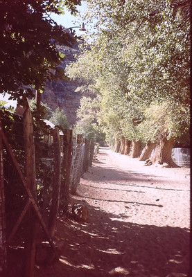 Photograph 35mm Slide July 1986 Arizona Havasu Stone  Trail Trees Fence