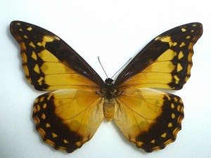 標本 Peru Morpho helena 98mm very small rare BicBugs Morpho helena framed pair male female orange blue white