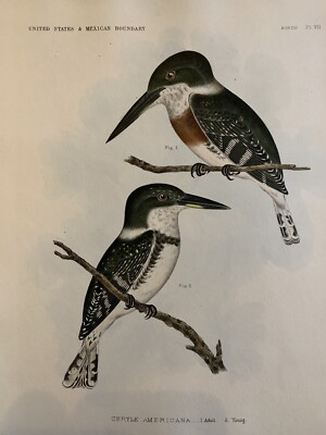 1859 Hand Colored Print Of 2 Pied Kingfisher Plate VII  U.S. & Mexican Boundary 
