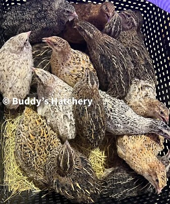 BUDDYS HATCHEY 24 Mix All Rare Quail Hatching Eggs