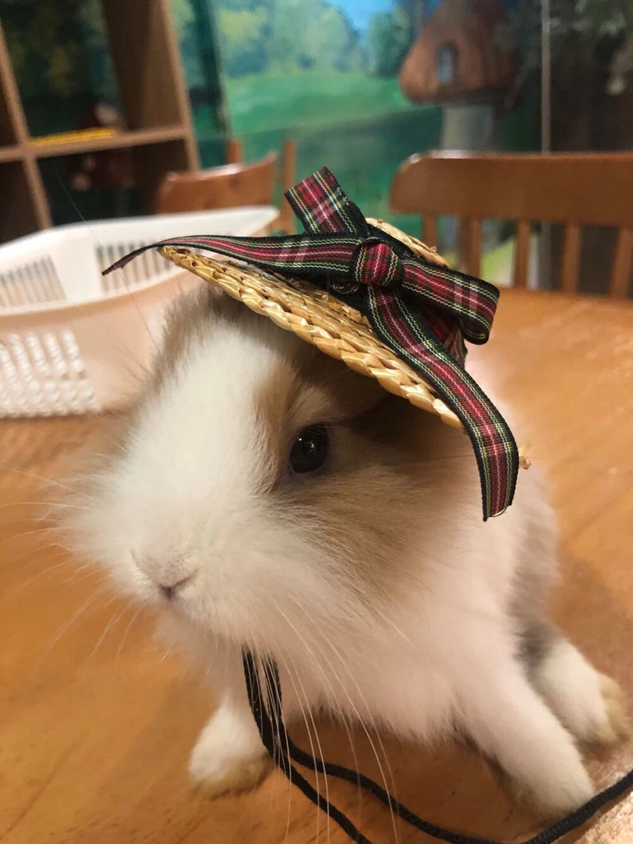 Guinea 2025 pig accessories