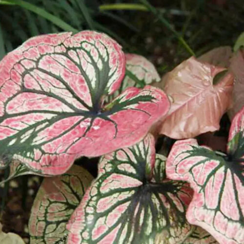100Pcs Caladium Flower Seeds Rare 6 Kinds Color Perennial Garden Open Air Bonsai - Picture 2 of 5