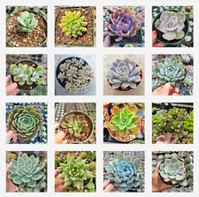 Assorted Succulent Set Shown in 4" Pots Succulent Plant