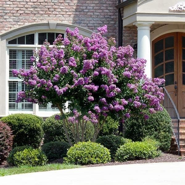 Crape Myrtle Catawba Extra Large 3 Gallon Plant I Purple Flowering