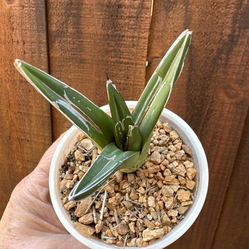 Agave victoriae-reginae Cactus Succulent Plant