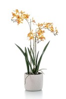 Artplants KüNstliche Orchidee Blani Im Keramiktopf, Gelb-Pink, 55Cm