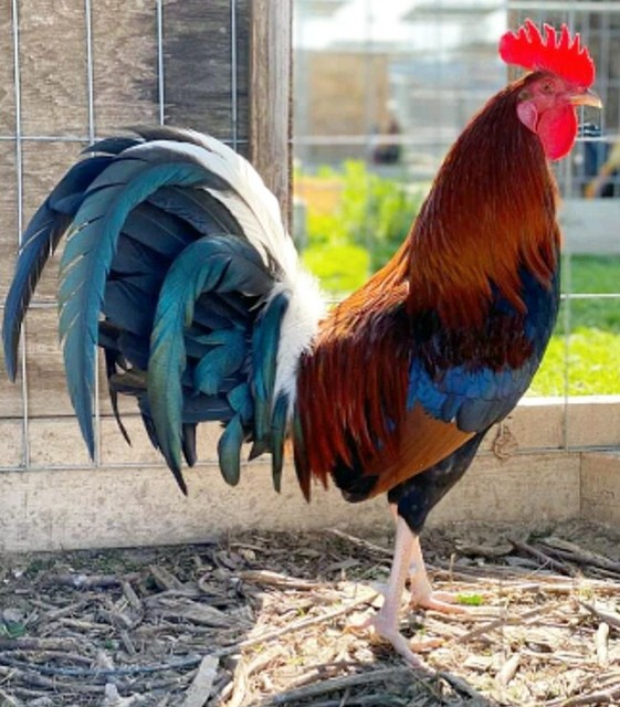 6 ASSORTED AMERICAN GAMEFOWL CHICKEN HATCHING EGGS KELSO HATCH SWEATER