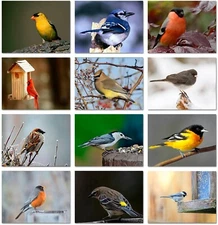 Song Bird Greeting Cards With ID Card - Blank Inside- 5.5" x 4.25"-12 Pack