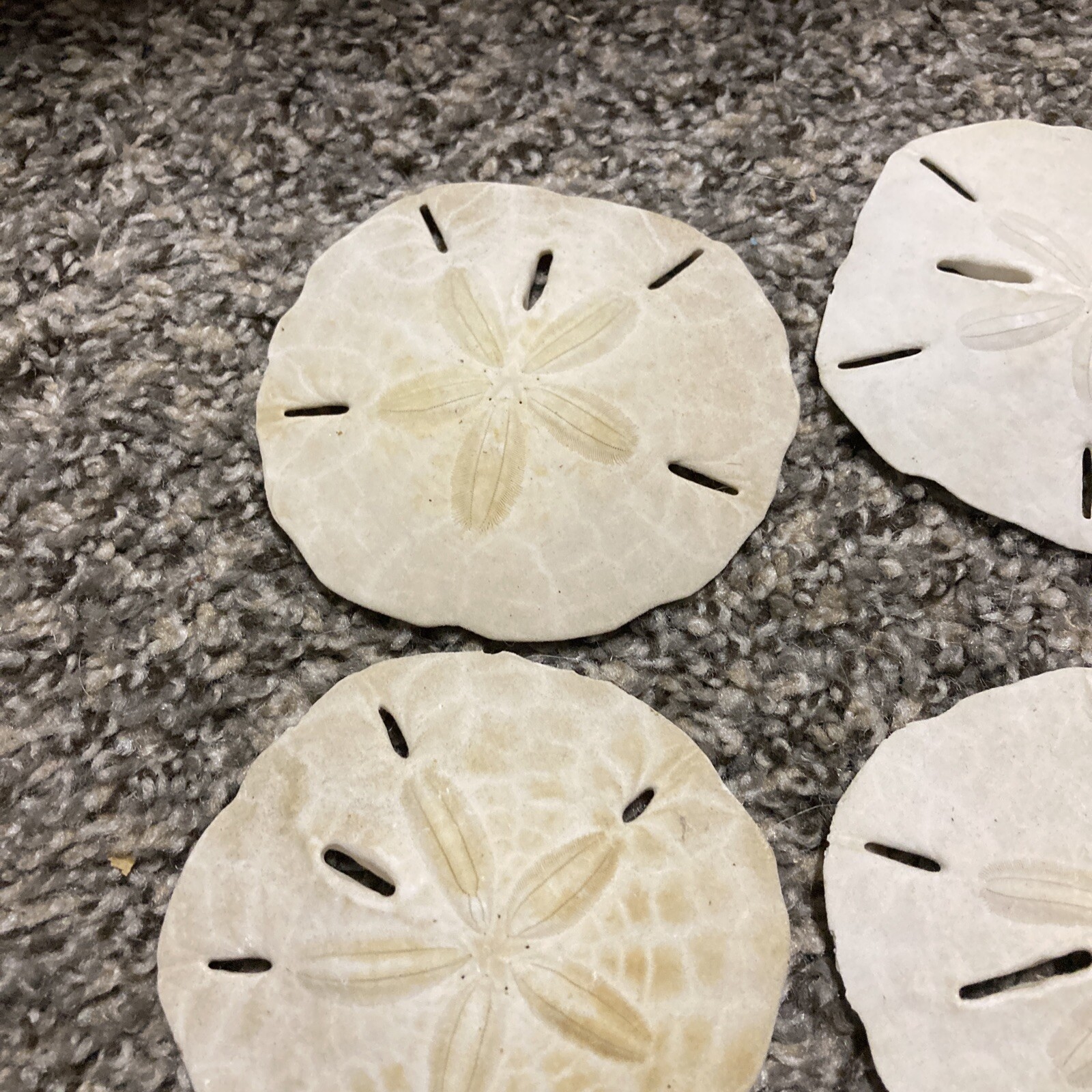 Sand Dollar Real Sand Dollars 3"3 1/2" Set of 9 eBay